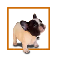 Cachorros Bulldog Francés