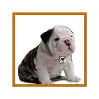 Cachorros Bulldog Ingles