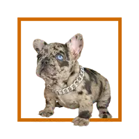 Cachorros Bulldog Francés