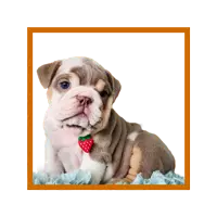 Cachorros Bulldog Ingles