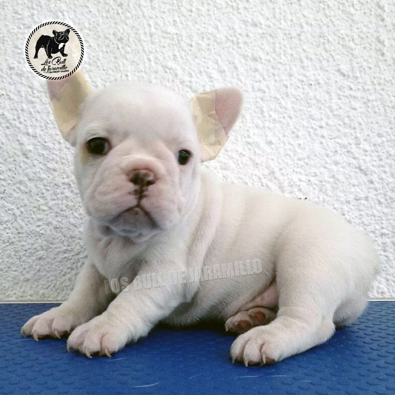 Bull de Jaramillo Ice