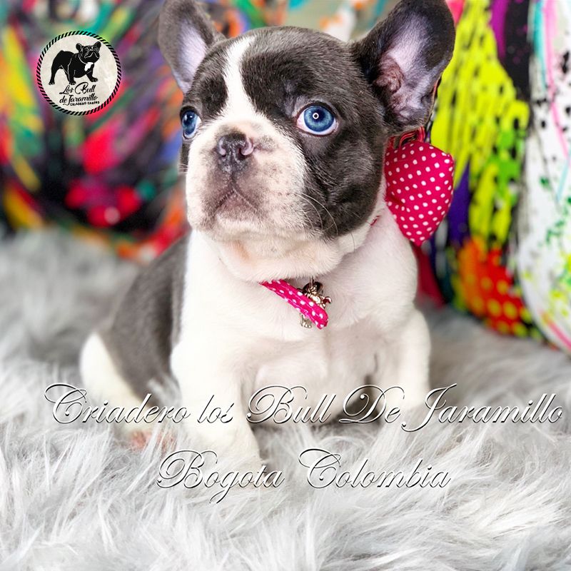 Bull de Jaramillo Grey Wind