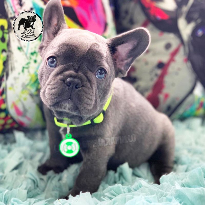 Bull de Jaramillo Jack