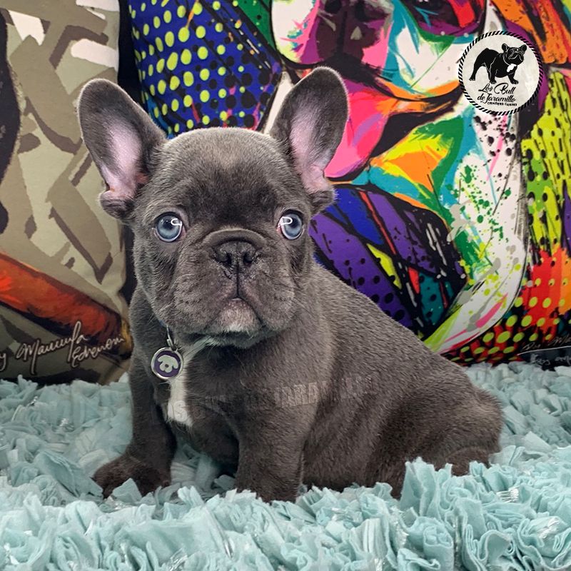 Bull de Jaramillo Thanos