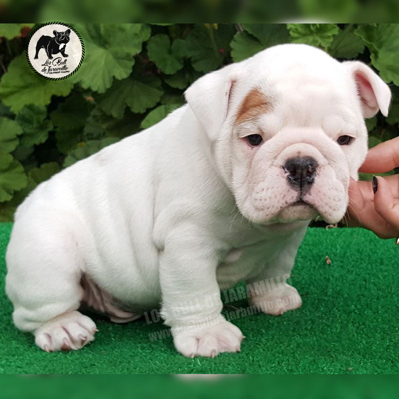 Bull de Jaramillo Clarita