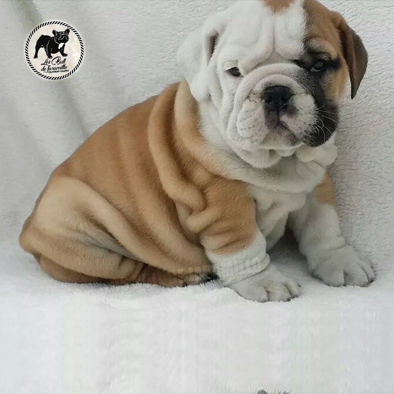 Bull de Jaramillo Coco