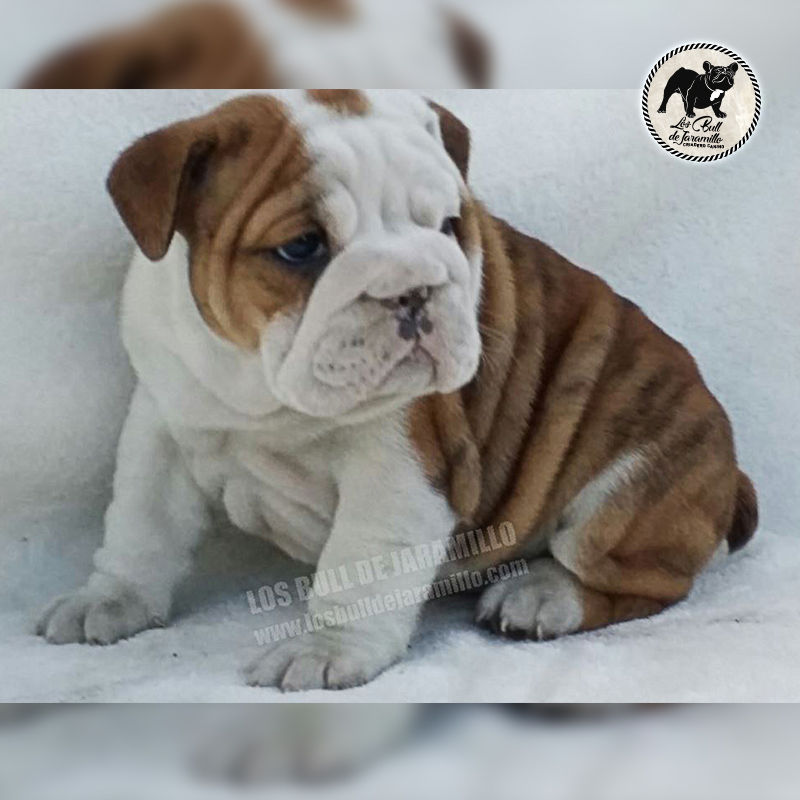 Bull de Jaramillo Romeo